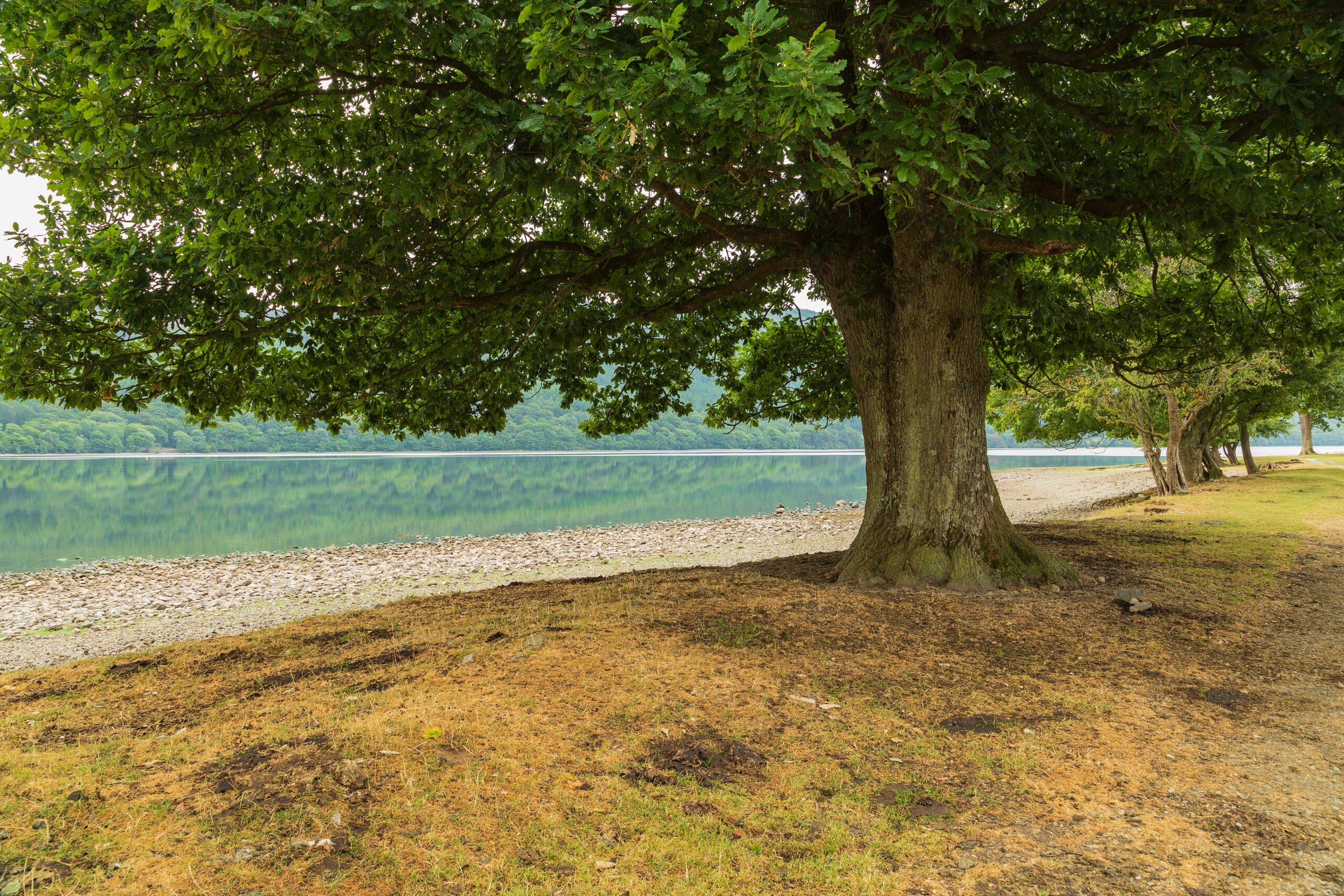 Eiche Baum