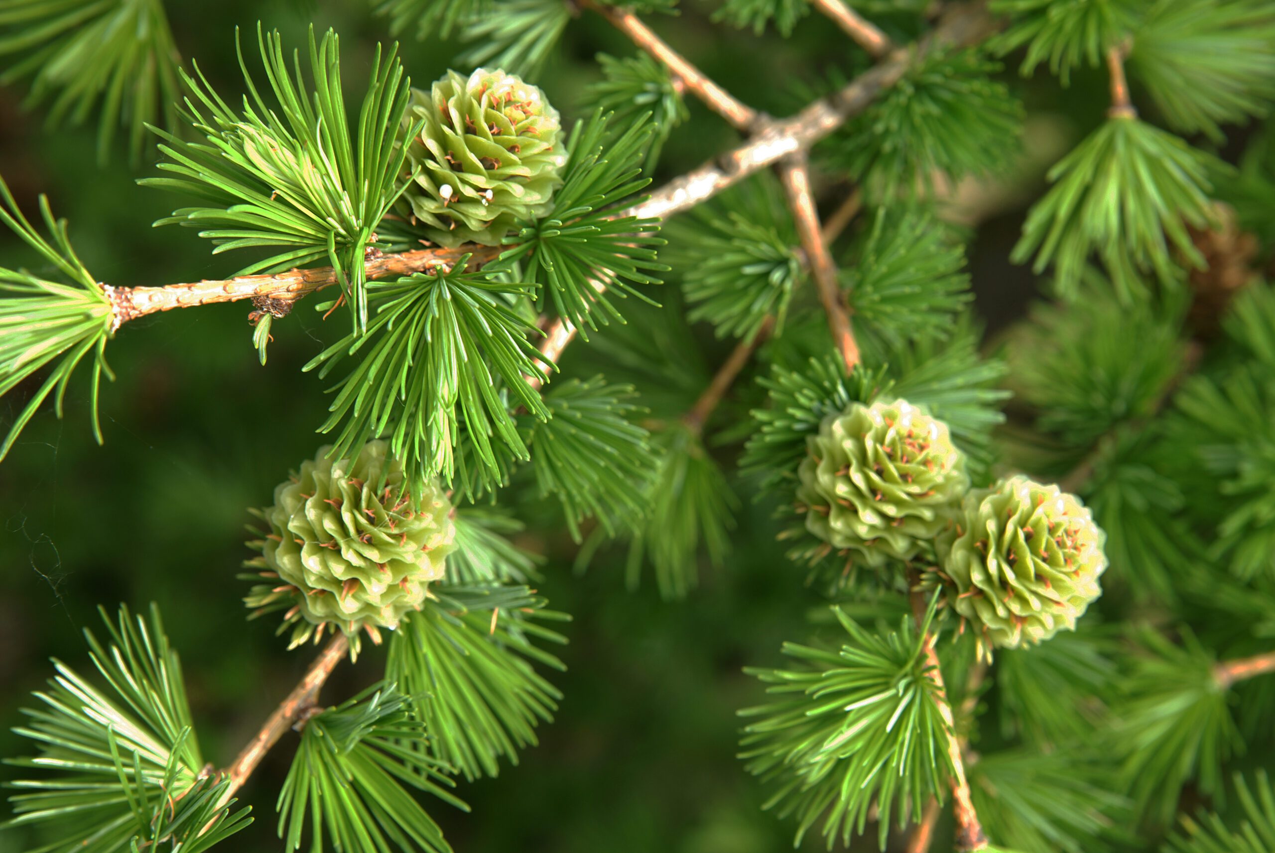 Lärche Baum