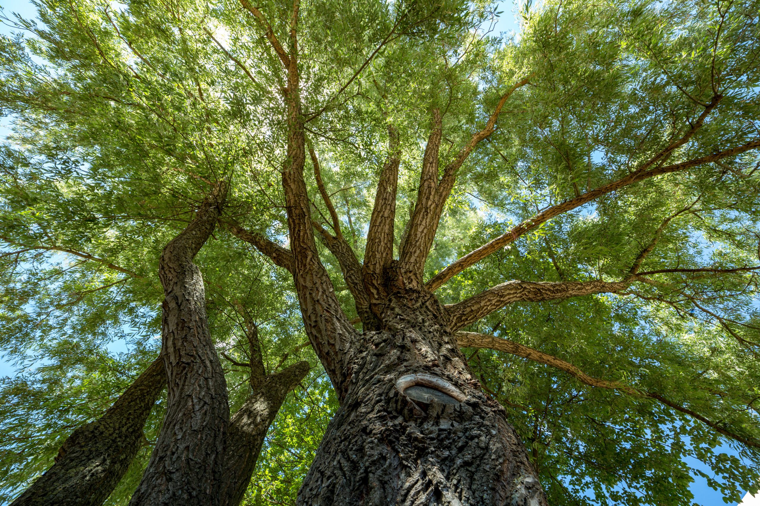 Esche Baum