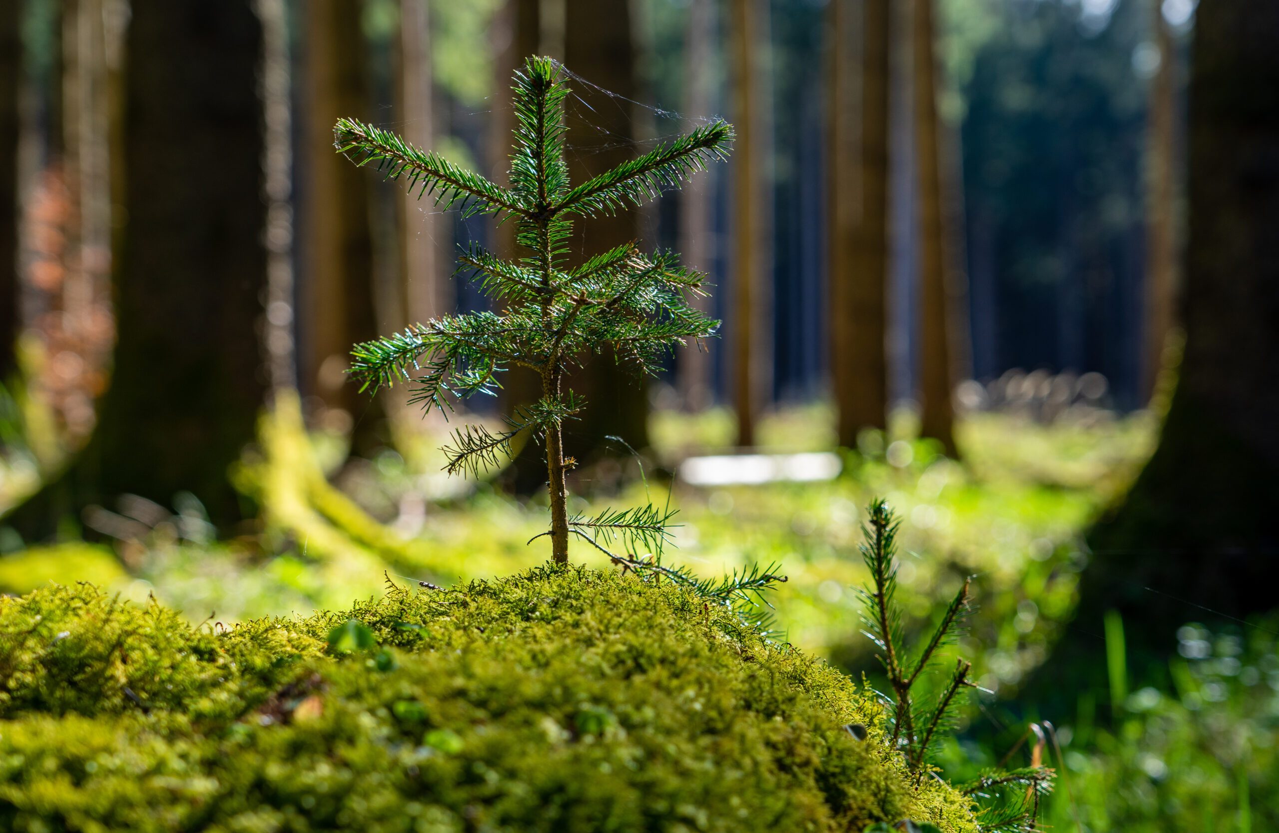 Fichte Baum