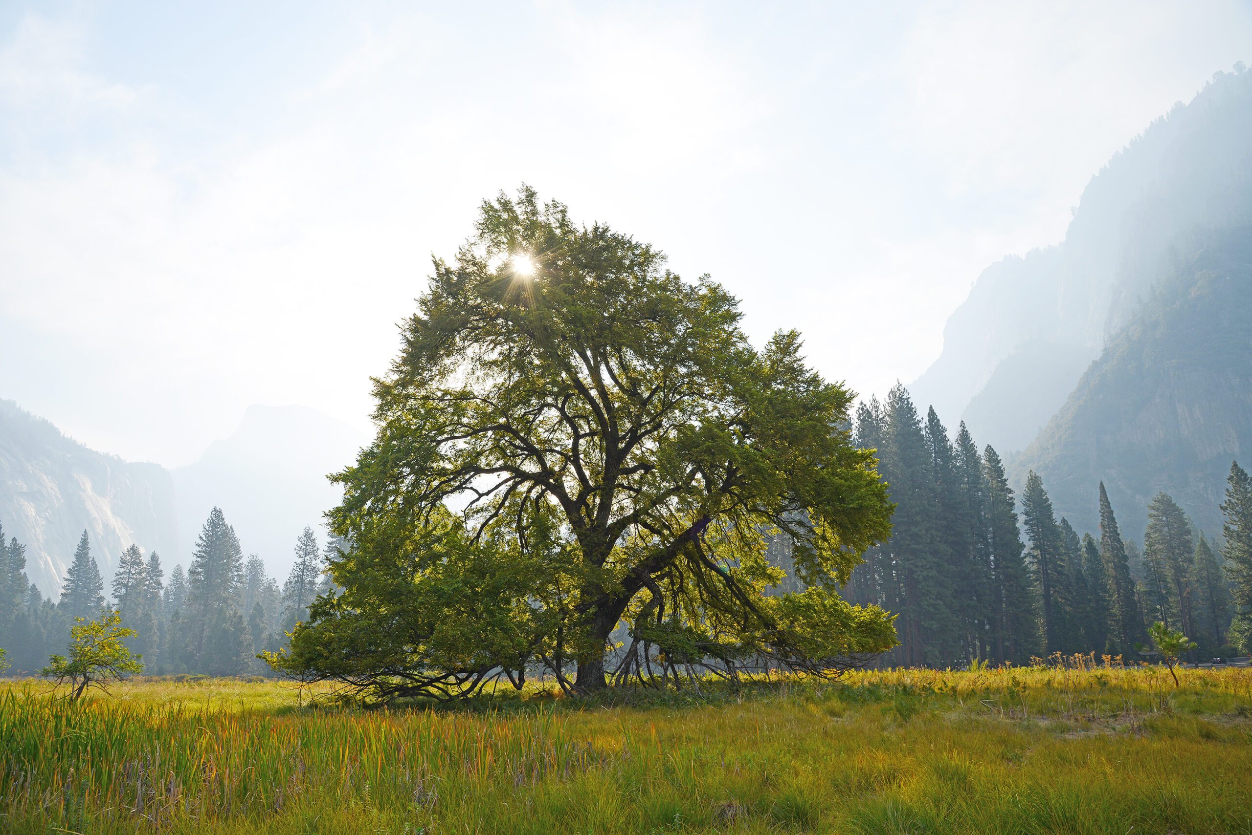Ulme Baum
